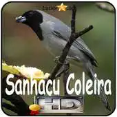 Free play online Canto de Sanhacu Coleira APK