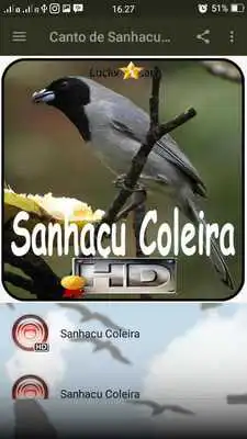 Play Canto de Sanhacu Coleira