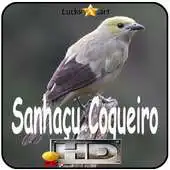 Free play online Canto de Sanhacu Coqueiro APK