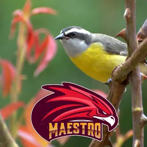 Play Canto De Sibite Para Esquentar APK