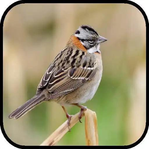 Run free android online Canto de Tico Tico Mariquinha APK