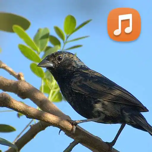 Play Canto De Tiziu Campainha APK