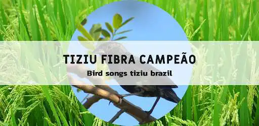Play Canto De Tiziu Campainha  and enjoy Canto De Tiziu Campainha with UptoPlay