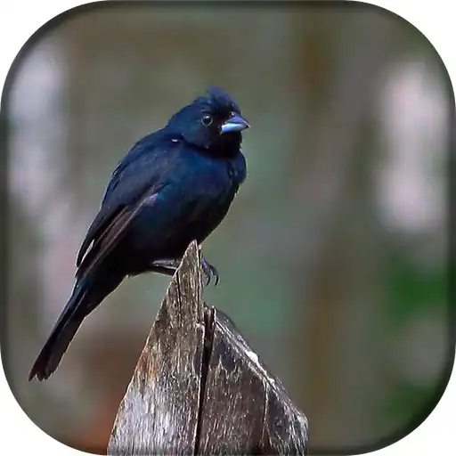 Play Canto de Tiziu APK