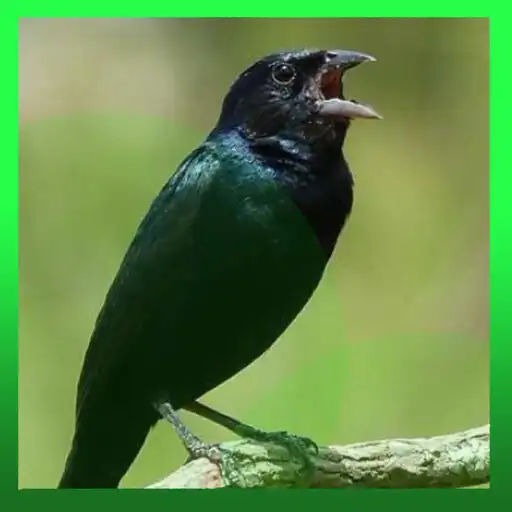 Play Canto de tiziu para esquentar APK