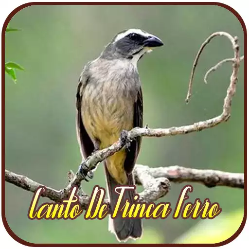 Play Canto de Trinca Ferro APK
