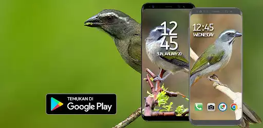 Play Canto de Trinca Ferro  and enjoy Canto de Trinca Ferro with UptoPlay