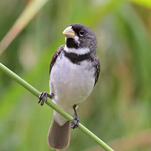 Play Canto do Coleiro APK