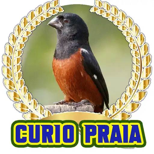 Play Canto do Curió Praia Grande APK Play Canto do Curió Praia Grande APK