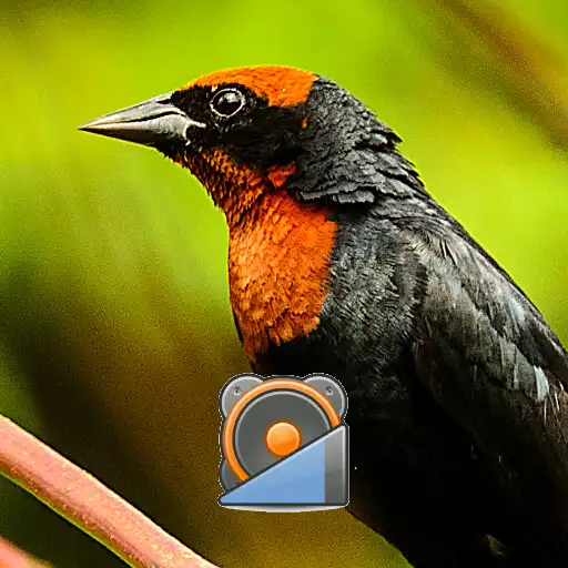 Play Canto do Papa Arroz APK