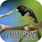 Free play online Canto do Papa Capim New APK