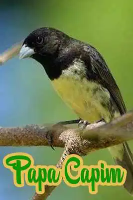 Play Canto do Papa Capim New