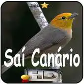 Free play online Canto do Sai Canario APK Free play online Canto do Sai Canario APK