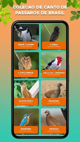 Play Canto dos Pássaros Brasileiros as an online game Canto dos Pássaros Brasileiros with UptoPlay