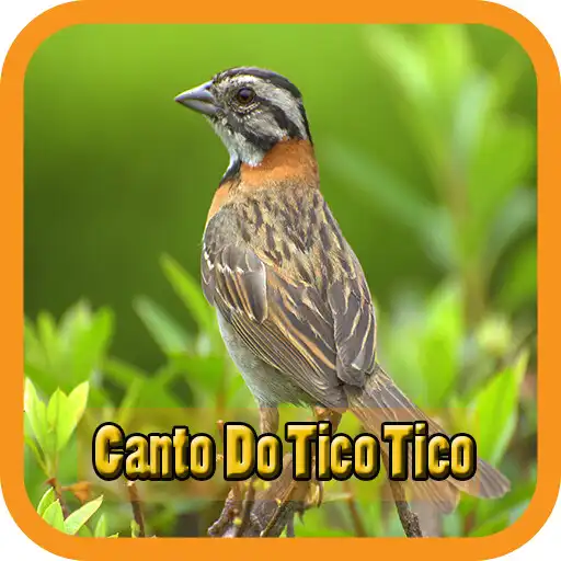 Play Canto Do Tico Tico Cemitério APK Play Canto Do Tico Tico Cemitério APK