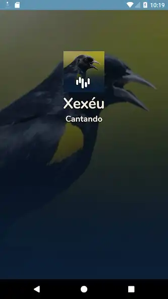 Play Canto Do Xexéu De Bananeira  and enjoy Canto Do Xexéu De Bananeira with UptoPlay