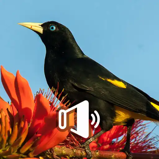 Play Canto do Xexéu APK