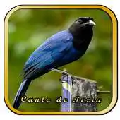 Free play online Canto Femea de Tiziu Muleque APK
