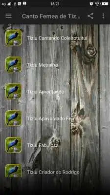 Play Canto Femea de Tiziu Muleque