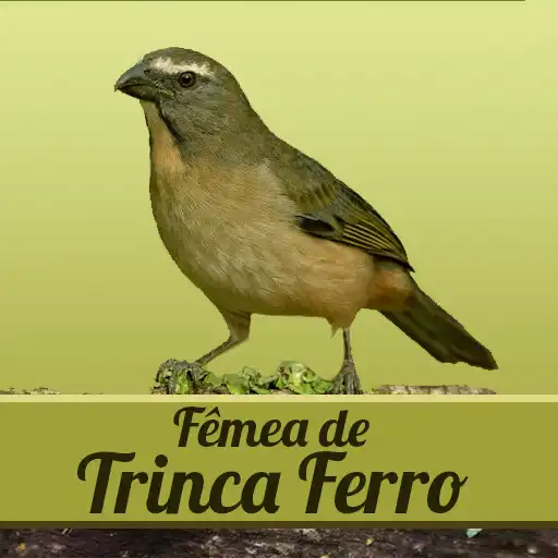 Play Canto Fêmea de Trinca Ferro APK