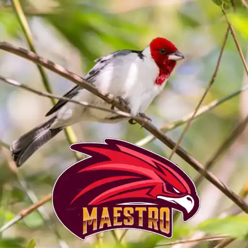 Play Canto galo de campina 24 Horas APK