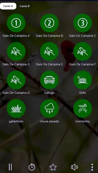 Play Canto galo de campina 24 Horas  and enjoy Canto galo de campina 24 Horas with UptoPlay