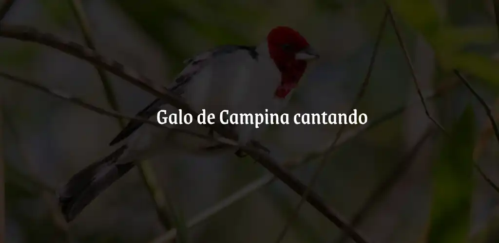 Play Canto galo de campina 24 Horas as an online game Canto galo de campina 24 Horas with UptoPlay