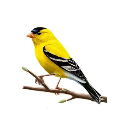 Play Canto jilguero APK Play Canto jilguero APK