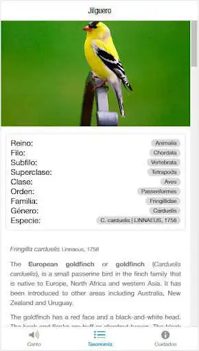 Play Canto jilguero as an online game Canto jilguero with UptoPlay