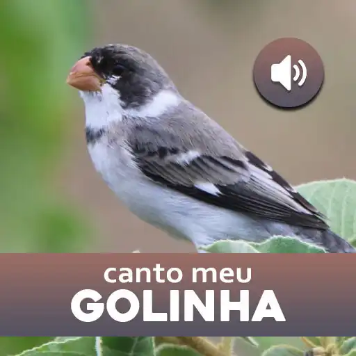 Play Canto Me Golinha APK