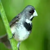 Free play online Canto Papa Capim Tui Tui APK