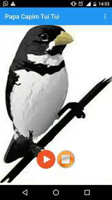 Play Canto Papa Capim Tui Tui