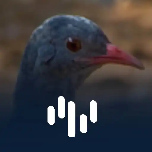 Play Canto Para Atrir Uma Lambú APK