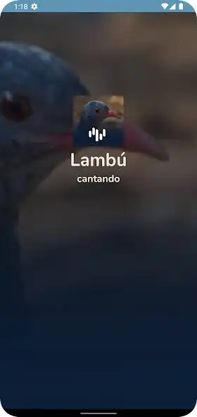 Play Canto Para Atrir Uma Lambú  and enjoy Canto Para Atrir Uma Lambú with UptoPlay