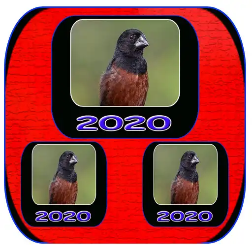 Play Canto Para Esquentar Curio Novo 2020 as an online game Canto Para Esquentar Curio Novo 2020 with UptoPlay