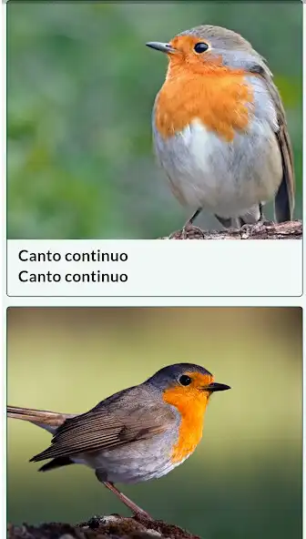 Play Canto petirojo as an online game Canto petirojo with UptoPlay