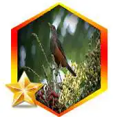 Free play online Canto Sabia Laranjeira Rufous APK Free play online Canto Sabia Laranjeira Rufous APK