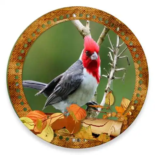 Play Cantos Cardeal (SongsBirds) APK