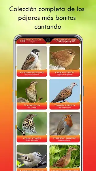 Play Cantos de Aves Más Hermosos as an online game Cantos de Aves Más Hermosos with UptoPlay