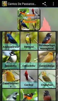 Play Cantos De Passaros Completo Play Cantos De Passaros Completo