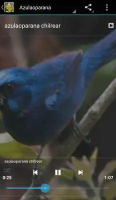 Play Cantos De Passaros Completo Play Cantos De Passaros Completo