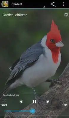 Play Cantos De Passaros Completo Play Cantos De Passaros Completo