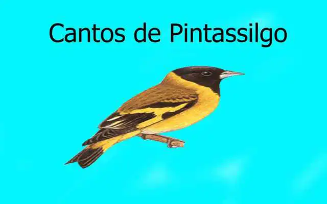 Play Cantos de Pintassilgo LITE 2 Play Cantos de Pintassilgo LITE 2