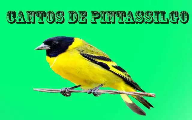 Play Cantos de Pintassilgo