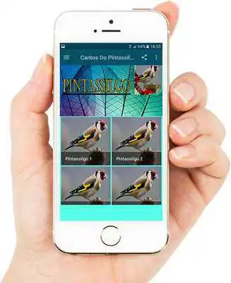 Play Cantos Do Pintassilgo