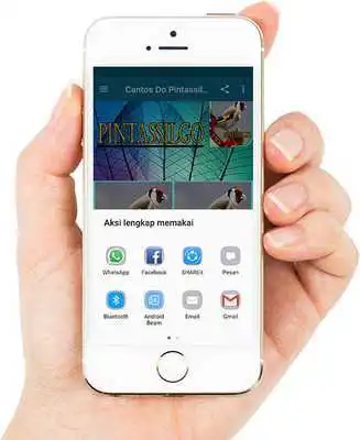 Play Cantos Do Pintassilgo