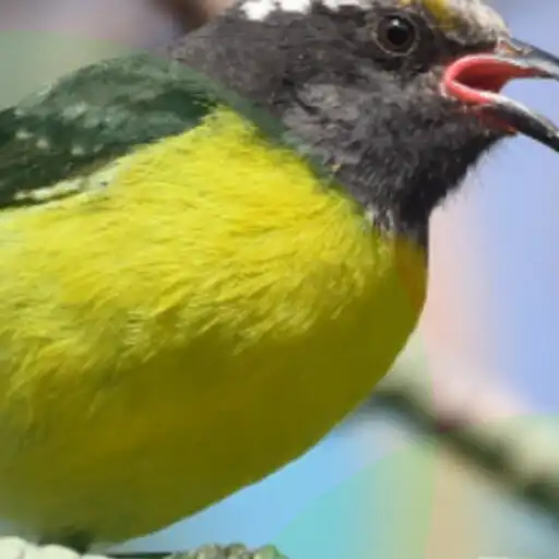 Play canto sibite para foguear APK