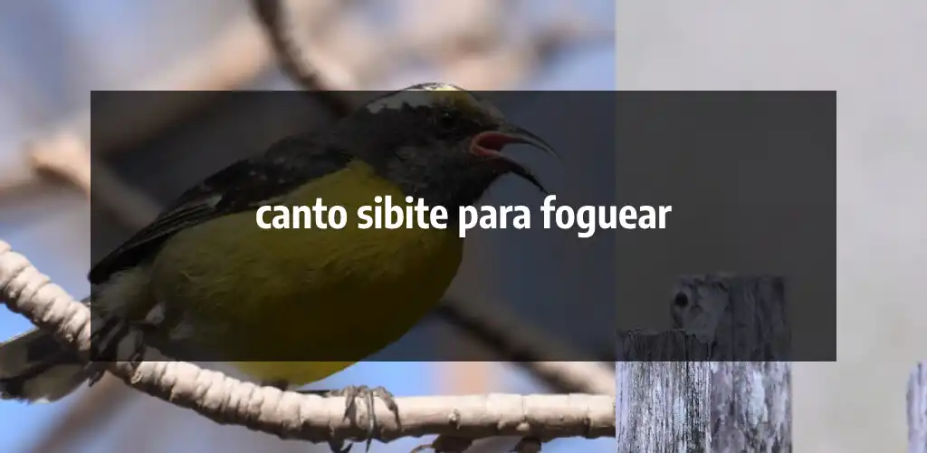 Play canto sibite para foguear  and enjoy canto sibite para foguear with UptoPlay