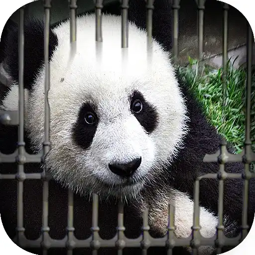 Run free android online Can You Escape - Baby Panda APK