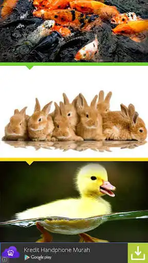 Play Capital Raising Livestock Play Capital Raising Livestock